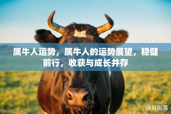 属牛人的稳健前行与成长收获,运势展望及展望分析