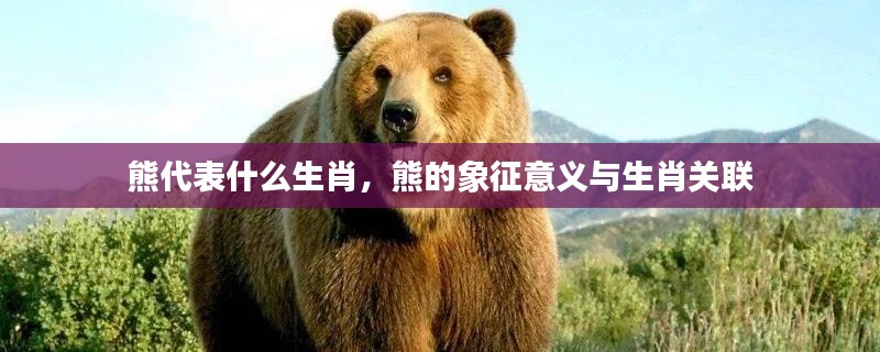 熊代表生肖之谜,象征意义与生肖的紧密关联