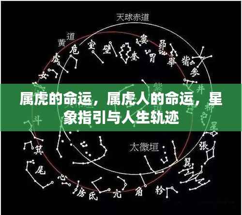 属虎人的命运,星象指引与人生轨迹探索