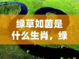 绿草如茵与生肖运势,探寻生肖中的生机盎然绿色运势之道
