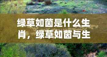 绿草如茵与生肖运势,探寻生肖中的生机盎然绿色运势之道