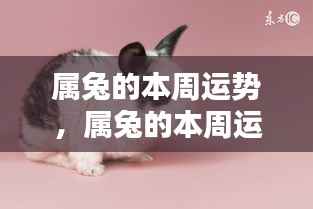 属兔人的本周运势详解