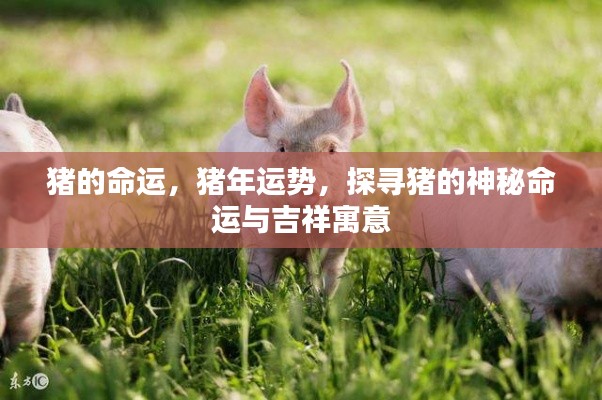 猪年运势揭秘,探寻猪的神秘命运与吉祥寓意