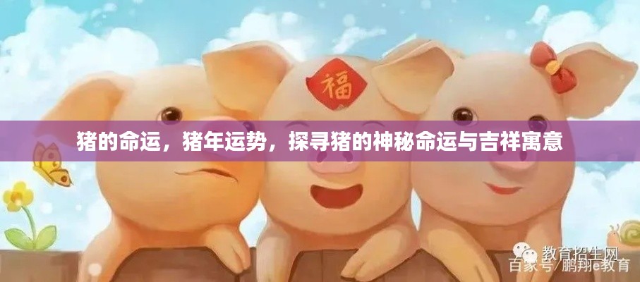猪年运势揭秘,探寻猪的神秘命运与吉祥寓意