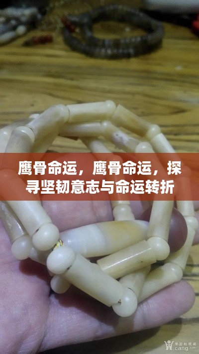 鹰骨命运,揭示坚韧意志与命运转折的奥秘