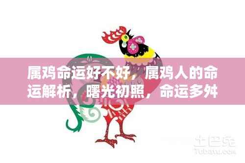属鸡人的命运详解,曙光初照,命运波折与转机解析