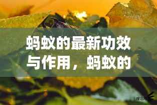 蚂蚁微观世界的神奇力量,最新功效与作用的探索