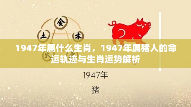1947年属猪人的命运与生肖运势深度解析