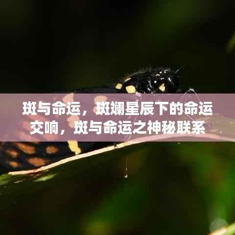 斑与命运,星辰下的神秘交响与命运联系探寻