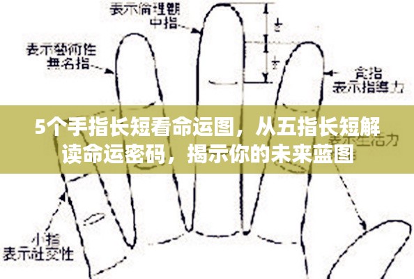 五指长短解读命运之谜,揭示未来蓝图与命运密码的奥秘