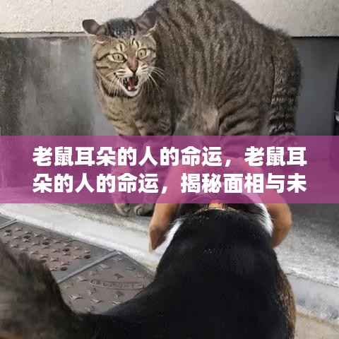 揭秘老鼠耳朵面相之人的命运走向与未来奥秘