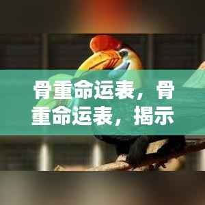 骨重命运表揭秘,重量背后的命运奥秘探索