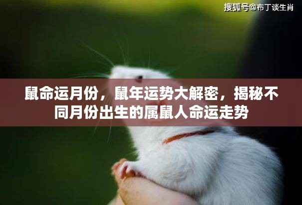 不同月份出生的属鼠人命运走势揭秘,鼠年运势深度解析