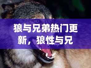 狼与兄弟,星座运势新篇章,狼性与兄弟情的热门更新