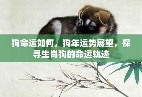 生肖狗命运展望,探寻狗年运势与命运轨迹