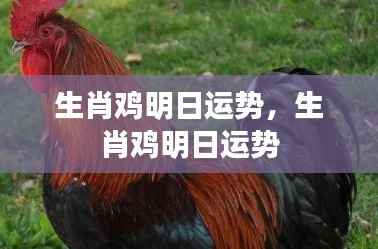 生肖鸡明日运势预测分析