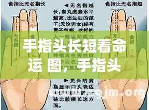 揭秘手相图之谜,手指长短与命运关联探究