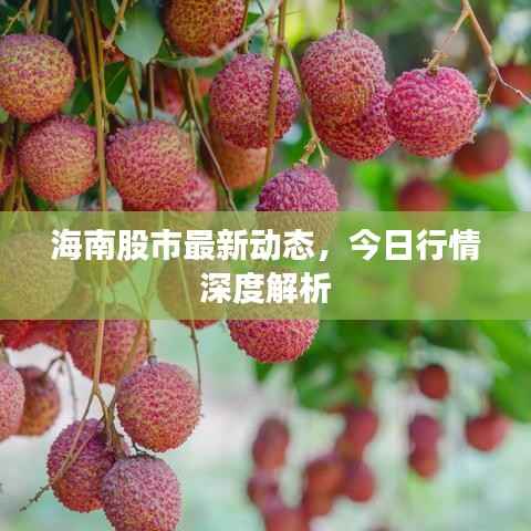 海南股市最新动态,今日行情深度解析