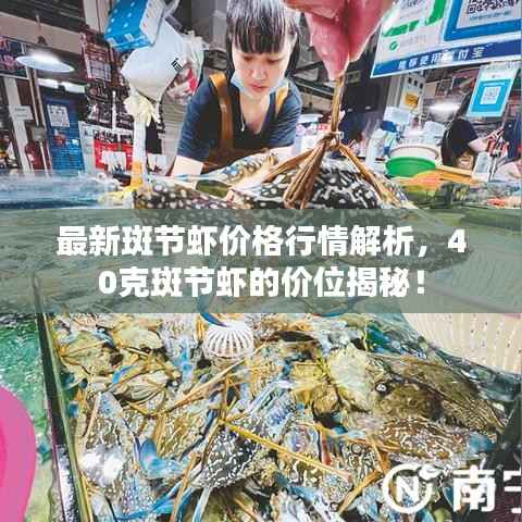 最新斑节虾价格行情解析,40克斑节虾的价位揭秘!