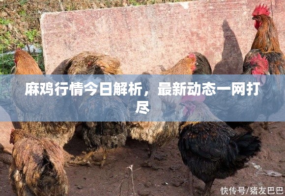 麻鸡行情今日解析,最新动态一网打尽