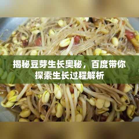揭秘豆芽生长奥秘,百度带你探索生长过程解析