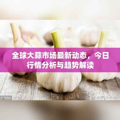 全球大蒜市场最新动态,今日行情分析与趋势解读
