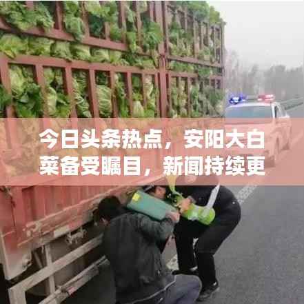 今日头条热点,安阳大白菜备受瞩目,新闻持续更新