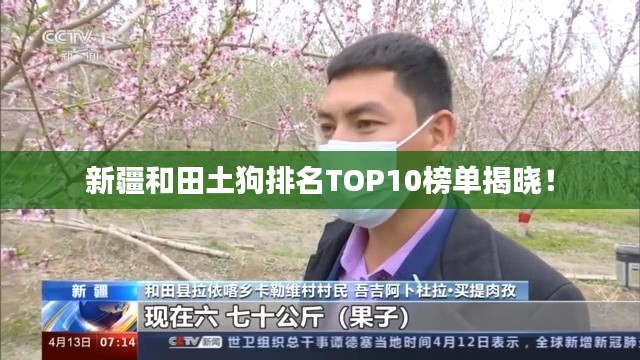 新疆和田土狗排名TOP10榜单揭晓!